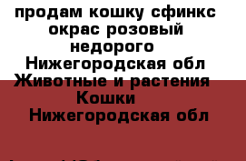 продам кошку сфинкс, окрас розовый, недорого - Нижегородская обл. Животные и растения » Кошки   . Нижегородская обл.